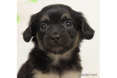 成約済の千葉県のチワックス:チワワ×ミニチュアダックスフンド-225159の1枚目